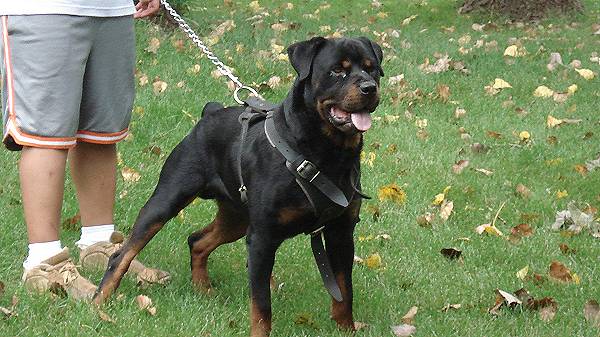 Guard Dog Training St Louis Guard Dog Training St Louis